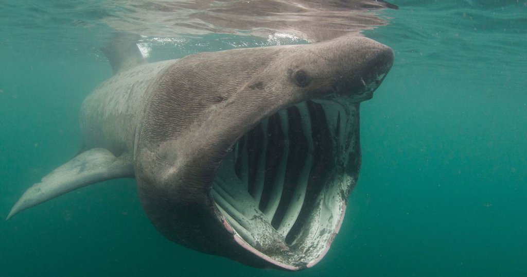 basking-shark Cr: scubadiving.com